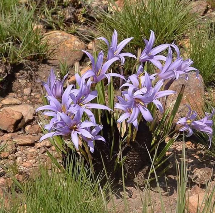 Xerophyta retinervis - Lírio Negro, Lírio Negro do Deserto, Lírio do Deserto