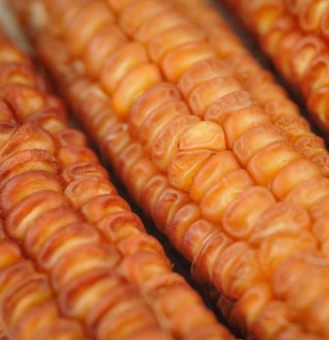 Zea mays Bronze Orange (C. O.) - Milho Laranja Bronze