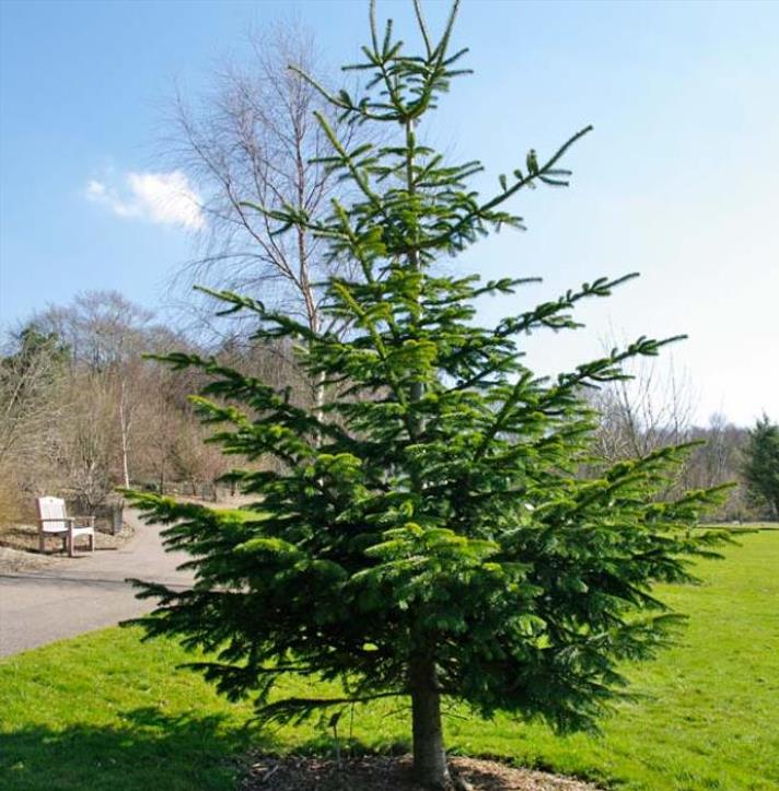 Abies nordmanniana Subsp. Equi-trojani - Abeto Caucasiano, Abeto De Trojan, Abeto Cavalo de Tróia, Pinheiro da Turquia