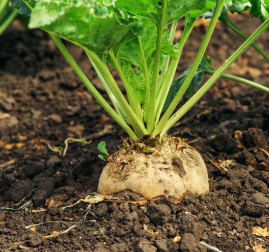 Beta Vulgaris Var. Saccharifera - Beterraba açucareira, beterraba sacarina, sugar beet, betterave