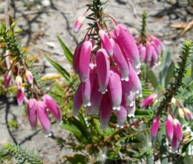 Erica bauera subsp. Bauera - Érica nupcial, Charneca nupcial, Érica Bauera, Urze