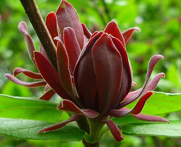Calycanthus floridus - Carolina pimenta da Jamaica, Arbusto abacaxi, Arbusto morango, Arbusto doce