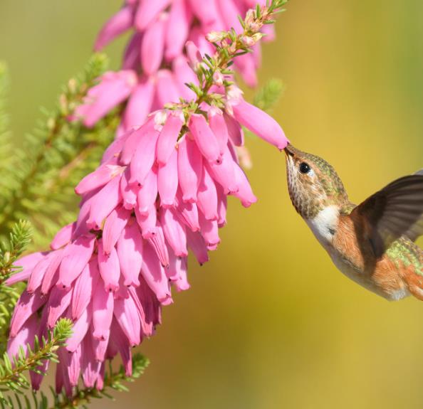 Erica bauera subsp. Bauera - Érica nupcial, Charneca nupcial, Érica Bauera, Urze
