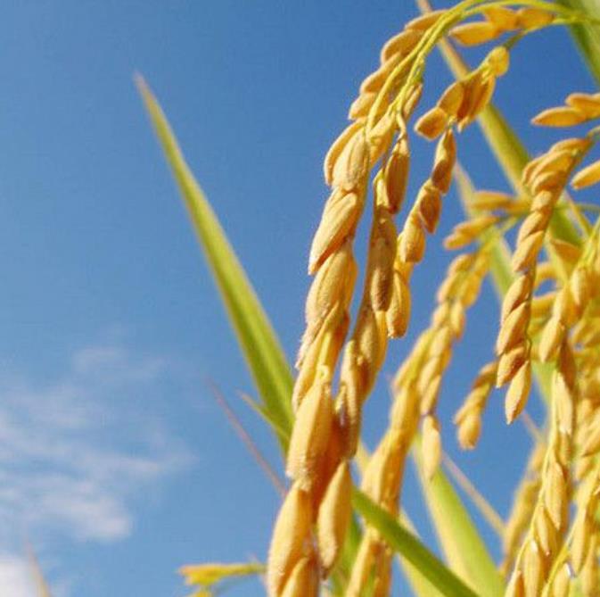 Oryza sativa Blue bonnet - Arroz Blue bonnet, Arroz de Belize, Arroz Armênio