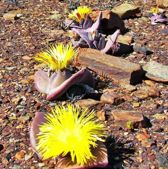 Cheiridopsis peculiaris - Pedras Vivas "Lithops", Planta Pedra, Cacto Pedra, Planta de Gelo