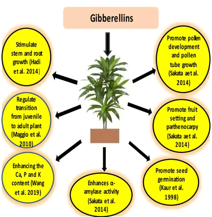 Ácido Giberélico - Giberelina - GA3 (+90%) - GA3 - Ácido Giberélico - Hormônio Vegetal