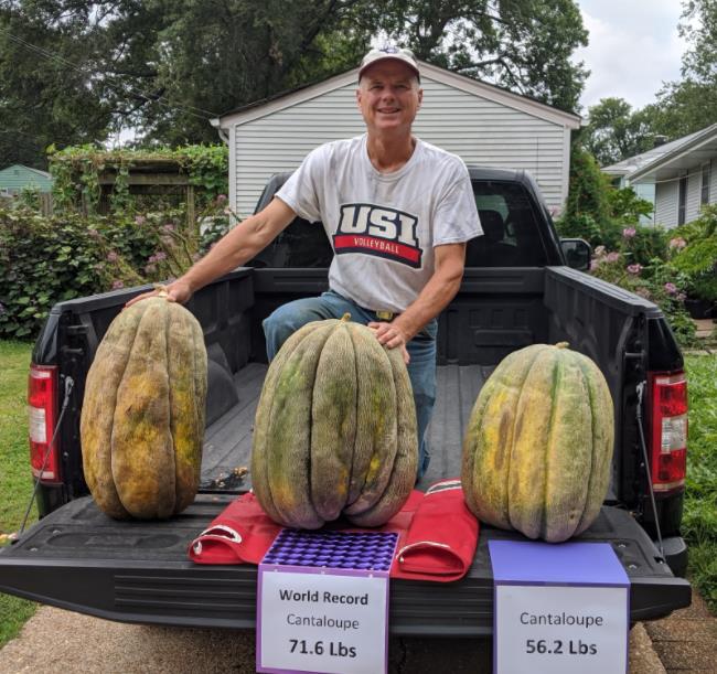 Cucumis melo "Guinnes" North Carolina Giant Cantaloupe - Melão Gigante Guinnes Cantaloupe, Melão Cantaloupe Gigante da C