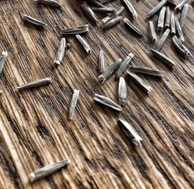 Orelha de Mula do Norte, Girassol Anão Liso, Northern Mule's Ears - Wyethia amplexicaulis (Espeletia amplexicaulis)