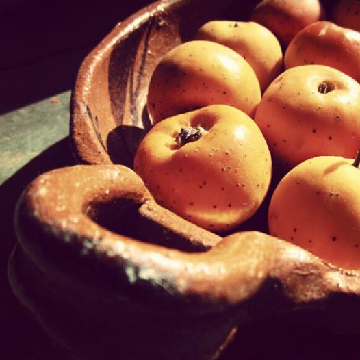 Crataegus mexicana - Planta do coração, tejocote, mini-maça mexicana