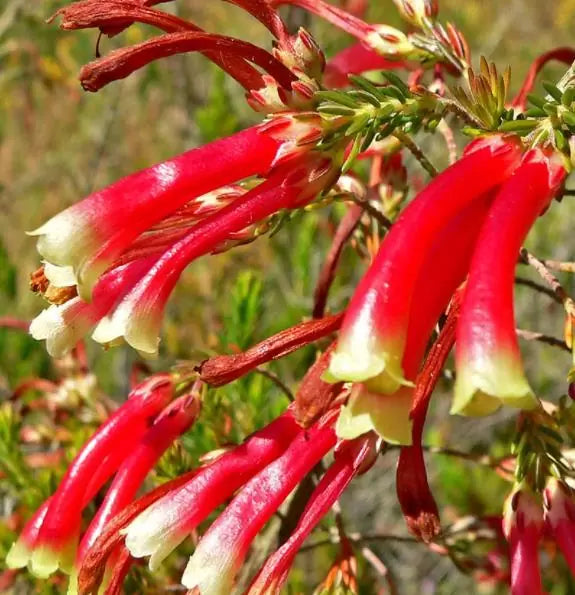 Erica versicolor (Erica discolor) - Erica bicolor, Charneca bicolor, Outeniqua, Erica verdadeira