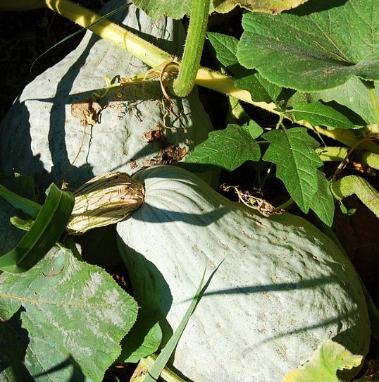 Cucurbita Maxima Hubbard Blue Giant (Certificação Orgânica) - Abóbora Hubbard Gigante, Abóbora Azul Colossal