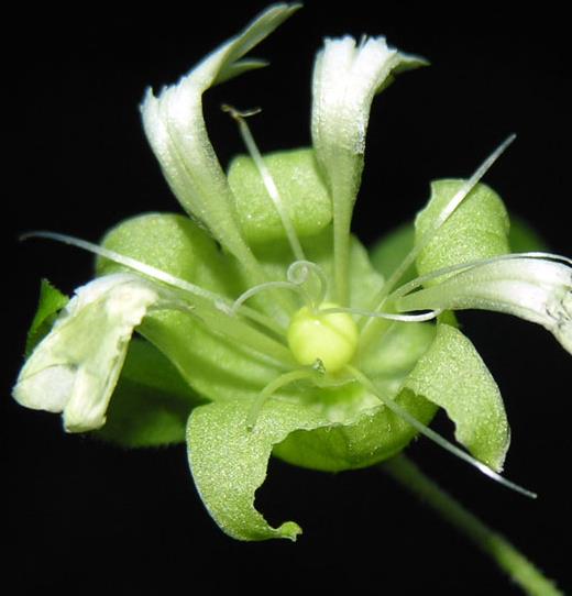 Cucubalus baccifer - Cereja cucubalo, Berry catchfly, Grass cucco, Cucubalo