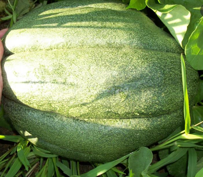 Cucumis melo "Guinnes" North Carolina Giant Cantaloupe - Melão Gigante Guinnes Cantaloupe, Melão Cantaloupe Gigante da C