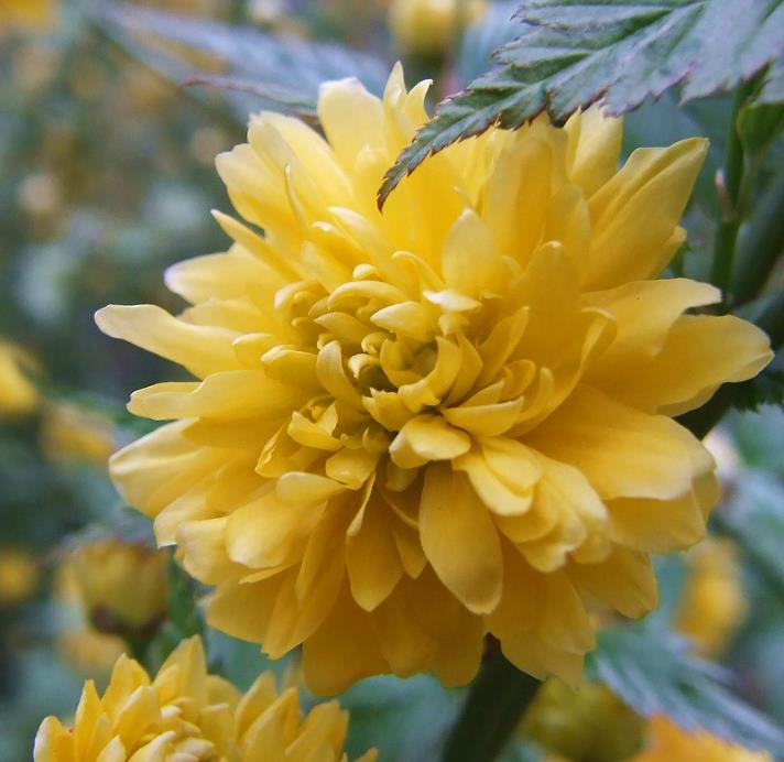 Kerria japonica 'Pleniflora' - Rosa Japonesa Dobrada, Malva de Judeu, Rosa da Páscoa, Botões de Bacharel