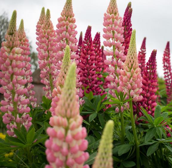 Lupinus russell 'The Chatelaine pink white Flag' - Tremoço Chatelaine Bicolor Rosa e Branco, Lupin