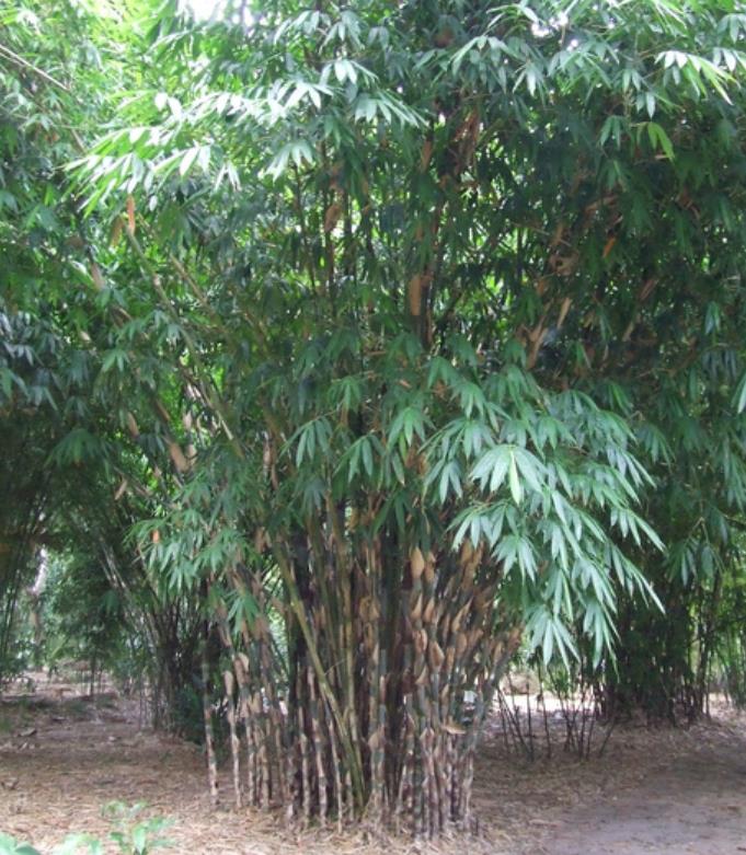 Gigantochloa apus - Bambu Gigante Tabashir, Bambu Tali, Giant Tabashir Bamboo