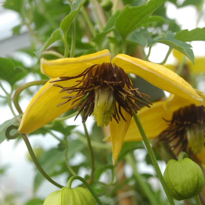 Clematis tangutica - Trepadeira Clematis Dourada, Clematis Sino Dourado, Clematis Tiara de Ouro