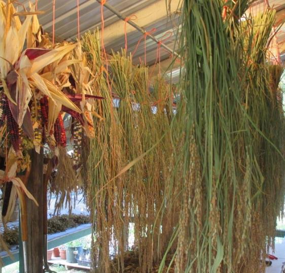 Oryza sativa Duborskian (Certificação Orgânica) - Arroz Duborskian, Arroz de montanha