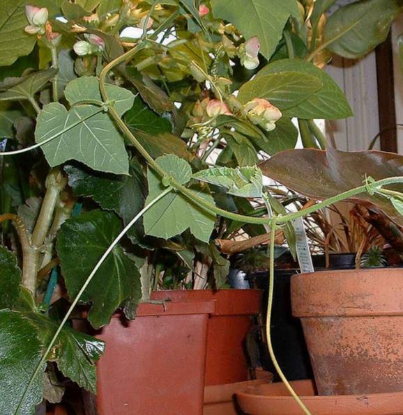 Passiflora morifolia - Maracujá doce azul, maracujá doce roxo