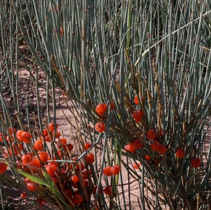 Ephedra intermedia - Chá Mórmon Azul, Blue Jointfir, Mormon Tea, Chá Brigham, Zhong Mahuang, Efedra