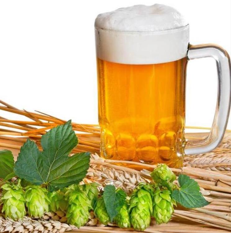 Humulus lupulus - Lúpulo