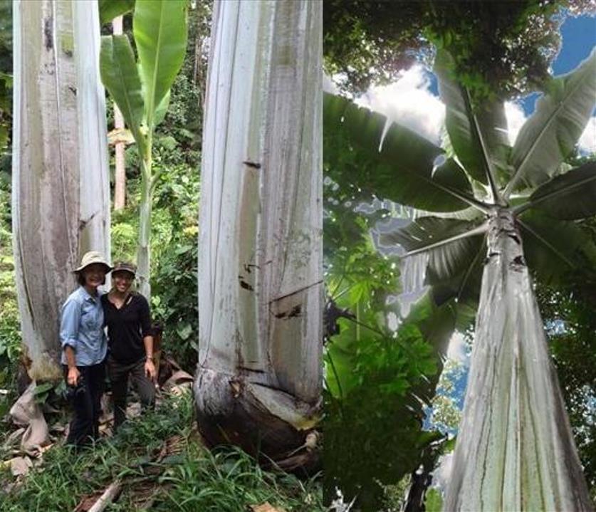 Musa ingens - Bananeira Gigante, Banana Gigante das Terras Altas