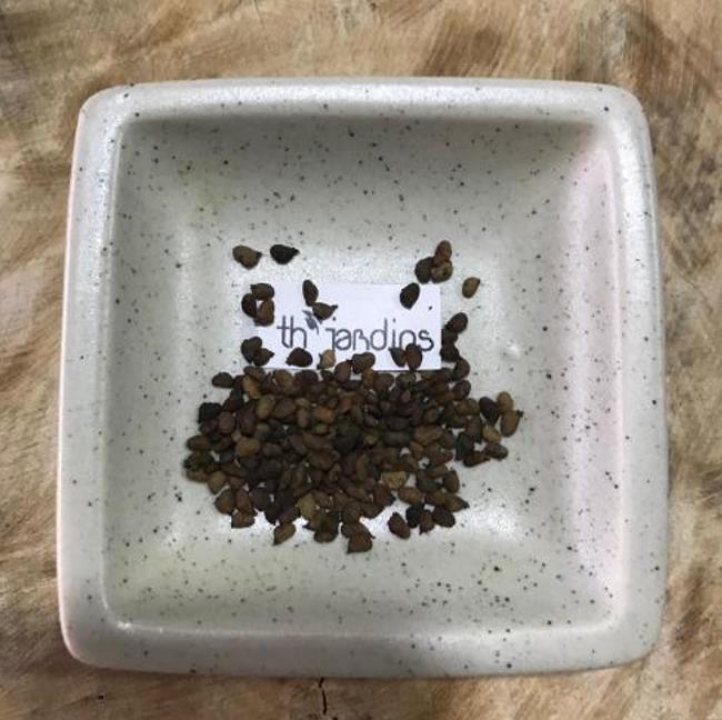 Cotinus coggygria Atropurpurea - Árvore Fumaça Atrorpurpurea, Black Smoke Tree, Purple Smoketree