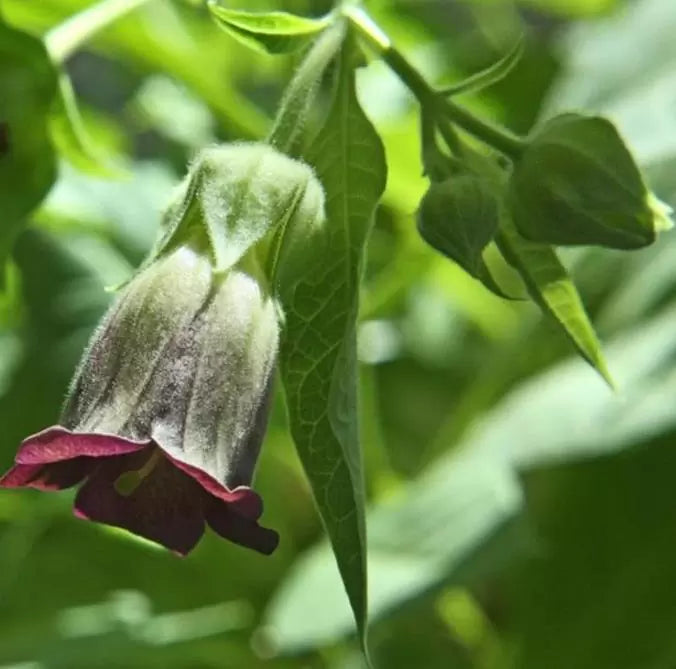 Atropa belladonna - Beladona, Atropa Bella-Donna, Erva do Diabo, Cereja da Morte, Deadly Nightshade