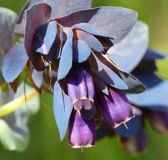 Cerinthe major 'Purpurascens' - Orgulho de Gibraltar, Blue Honeywort, Pride of Gibraltar, Flor de Cera Púrpura
