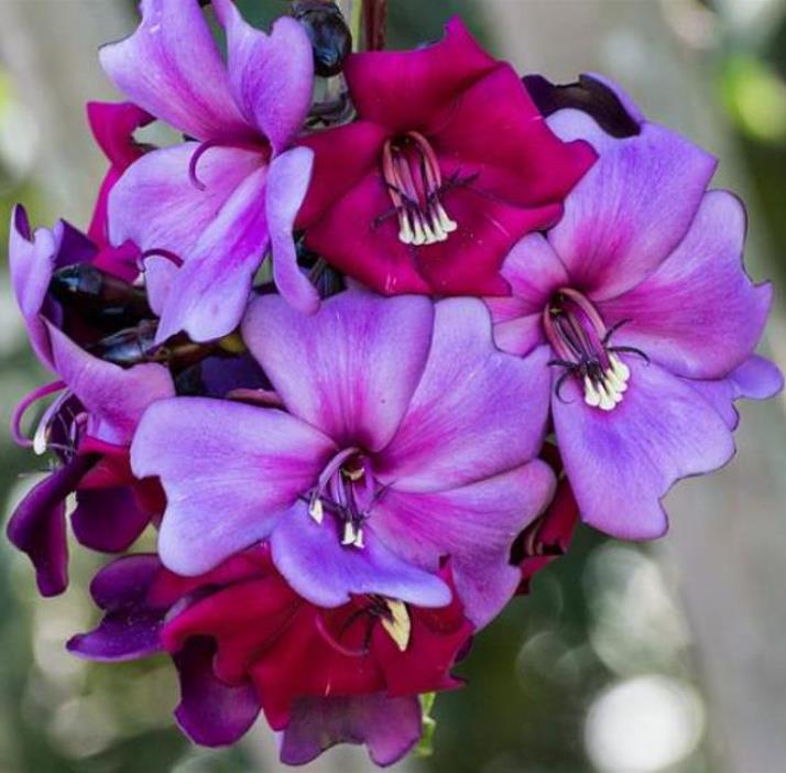 Meriania nobilis - Manacá Colombiano, Meriania, Amarrabollo, Amaraboyo