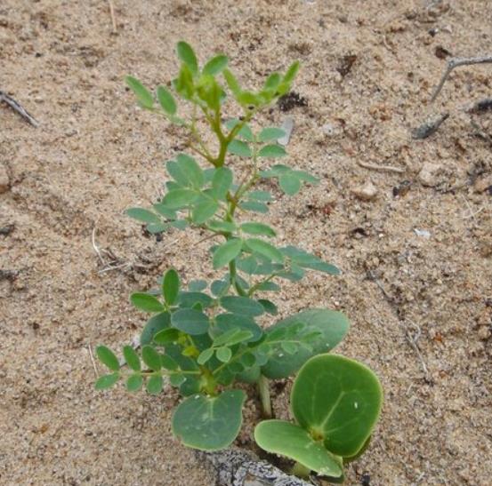 Olneya tesota - Madeira de Ferro do Deserto, Pau-Ferro do Deserto, Desert Ironwood