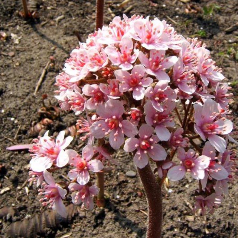 Darmera peltata (Peltiphyllum peltatum) - Planta Guarda-Chuva, Ruibarbo Indiano,Umbrella Plant, Indian Rhubarb