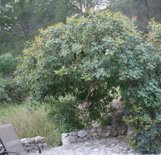 Ceratonia Siliqua - Alfarrobeira