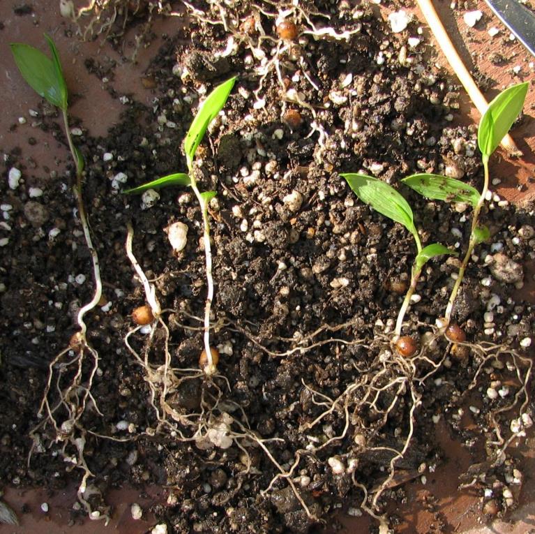 Bomarea multiflora - Bomarea, Trepadeira Lírio Bomarea, Lírio da Colômbia