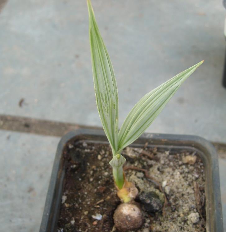 Nannorrhops ritchiana - Palmeira Azul, Palmeira Prata, Mazari Palm