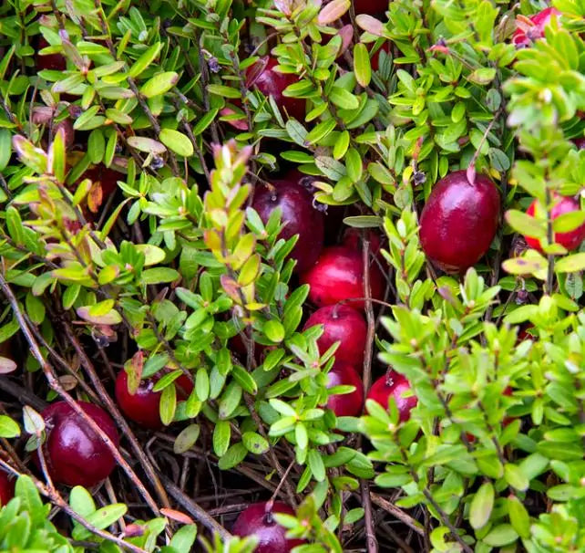 Vaccinium macrocarpon - Cereja Oxicoco, Oxycocus, American Cranberry Oxycoccus