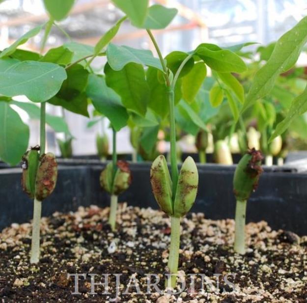 Afzelia quanzensis - Árvore da Sorte, Mogno da Sorte, Amuleto de Caça