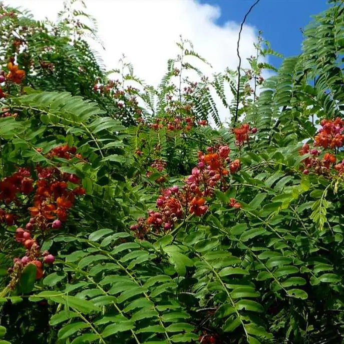 Cassia roxburghii (Cassia marginata) - Cassia vermelha, Árvore chuveiro vermelho, Árvore de Chuva Arco-Íris, Senna do C