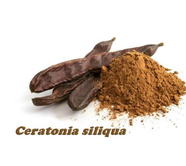 Ceratonia Siliqua - Alfarrobeira