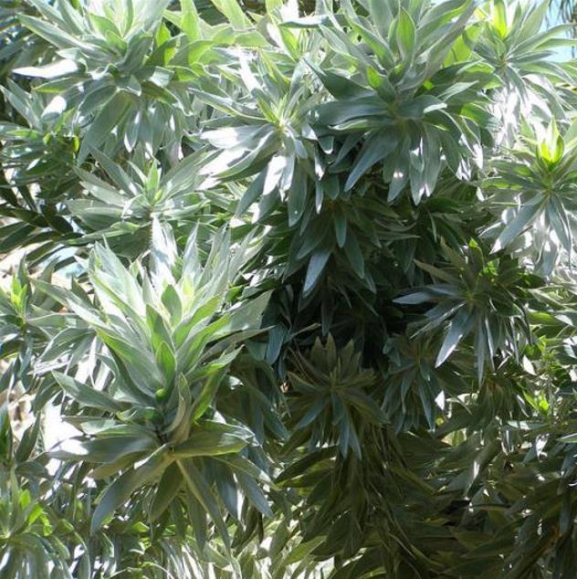 Leucadendron argenteum - Protea Árvore de Prata, Silver Tree, Leucadendron Prata