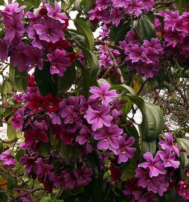 Meriania nobilis - Manacá Colombiano, Meriania, Amarrabollo, Amaraboyo
