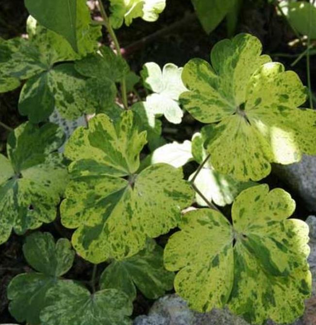 Aquilegia vulgaris Woodside variegata - Aquilegia Variegata, Rosa Columbina Variegata