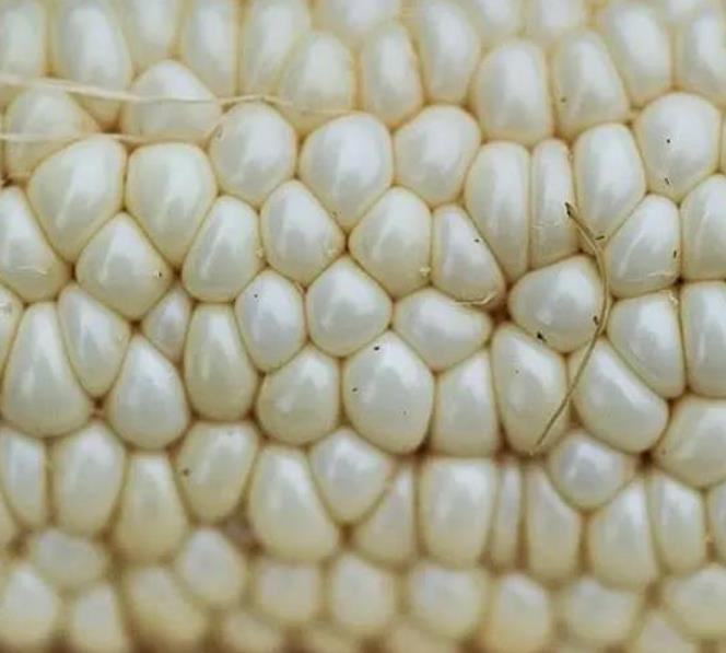 Zea mays Country Gentleman (C.O) - Milho Doce Country Gentleman, Milho Doce Shoepeg