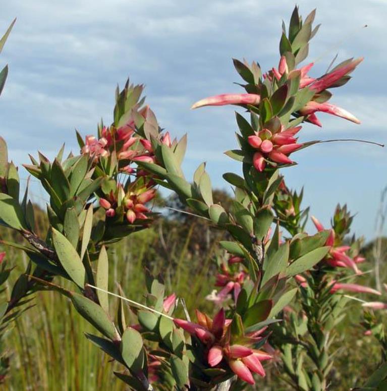 Styphelia triflora - Rosa Cinco Cantos, Five Corners Rose