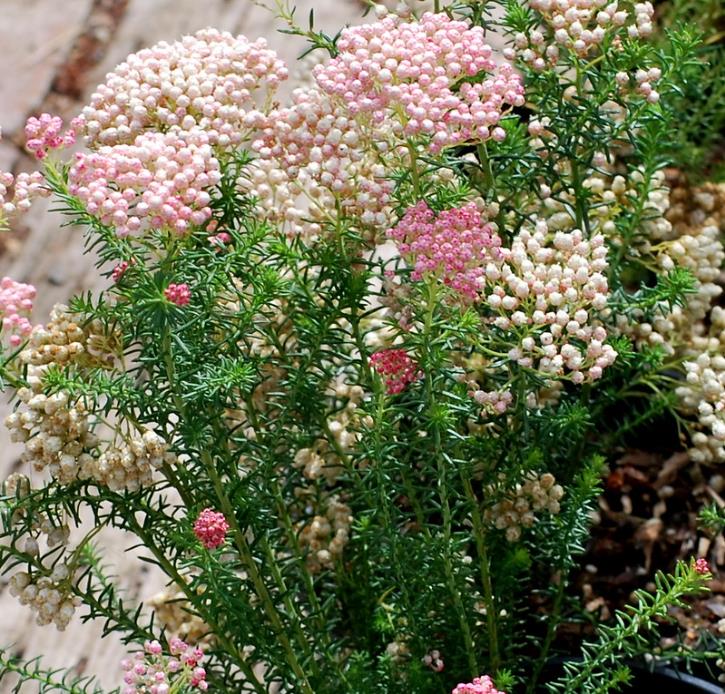 Ozothamnus diosmifolius - Flor de Arroz, Alecrim Selvagem, Arbusto de Sagu, Rice Flower
