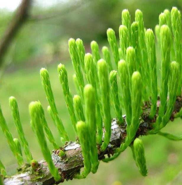 Taxodium distichum var. Imbricatum (Taxodium ascendens) - Cipreste soberano, Pond Cypress, Cipreste da lagoa, Cipreste d