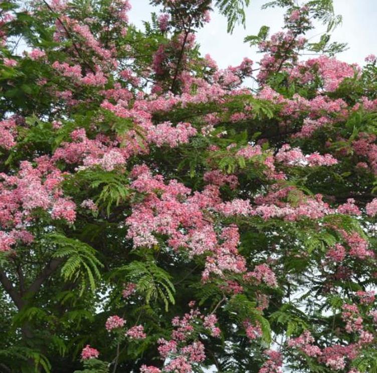 Cassia javanica ssp. Nodosa - Cassia Flor de Maçã, Cassia Rosa, Cassia Javanesa, Cássia Chuveiro de Java