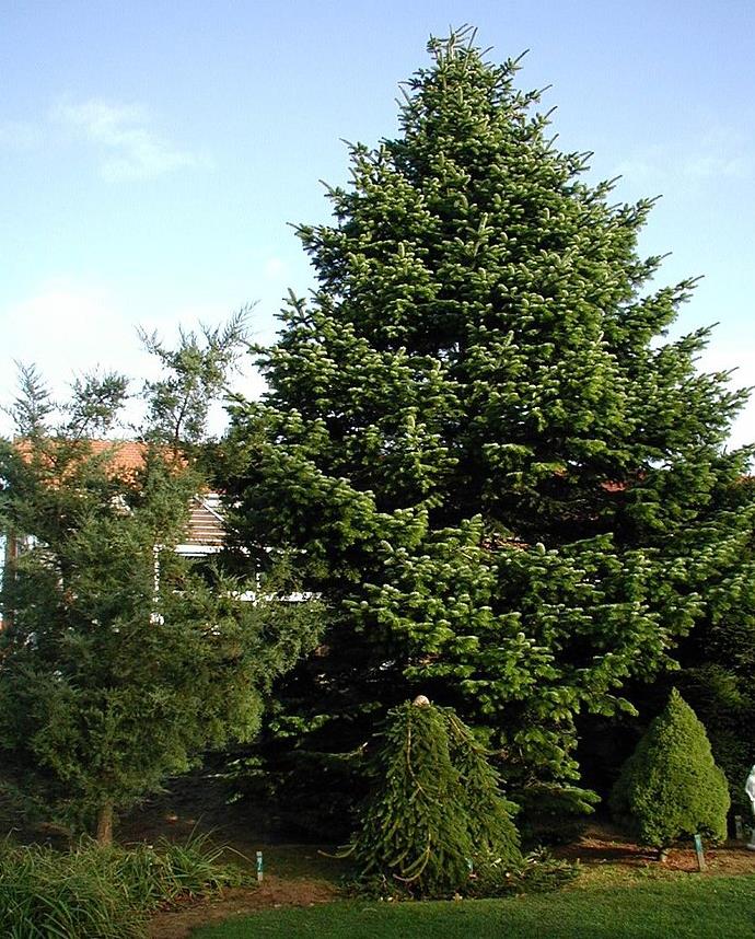 Abies nordmanniana Subsp. Equi-trojani - Abeto Caucasiano, Abeto De Trojan, Abeto Cavalo de Tróia, Pinheiro da Turquia