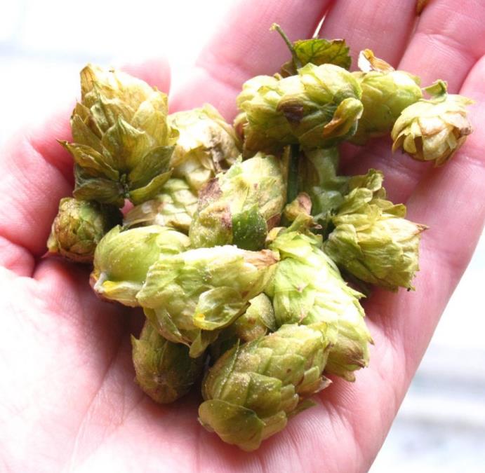 Humulus lupulus - Lúpulo