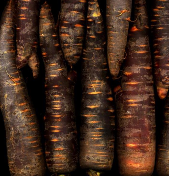 Daucus carota 'Purple Dragon' (C.O) - Cenoura Roxa Gourmet, Cenoura Bicolor, Cenoura colorida